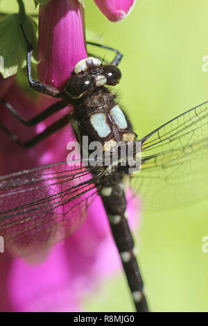 Dragonfly resting on purple foxglove Stock Photo
