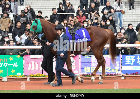 Hyogo, Japan. 16th Dec, 2018. Kurino Gaudi Horse Racing : Kurino Gaudi is led through the paddock before the Asahi Hai Futurity Stakes at Hanshin Racecourse in Hyogo, Japan . Credit: Eiichi Yamane/AFLO/Alamy Live News Stock Photo