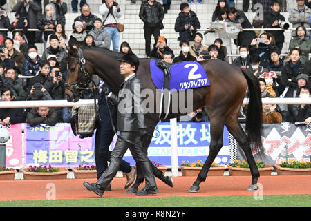 Hyogo, Japan. 16th Dec, 2018. Gran Alegria Horse Racing : Gran Alegria is led through the paddock before the Asahi Hai Futurity Stakes at Hanshin Racecourse in Hyogo, Japan . Credit: Eiichi Yamane/AFLO/Alamy Live News Stock Photo