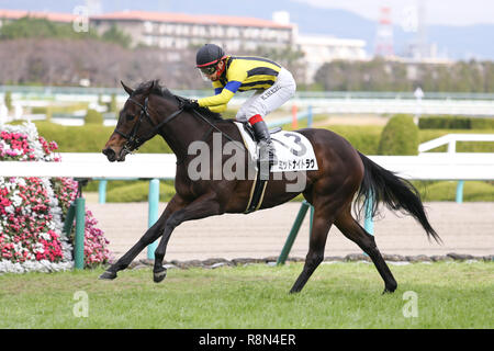 Hyogo, Japan. 16th Dec, 2018. Midnight Love (Kenichi Ikezoe) Horse Racing : Midnight Love ridden by Kenichi Ikezoe wins the Hanshin 6R Make Debut Hanshin at Hanshin Racecourse in Hyogo, Japan . Credit: Eiichi Yamane/AFLO/Alamy Live News Stock Photo