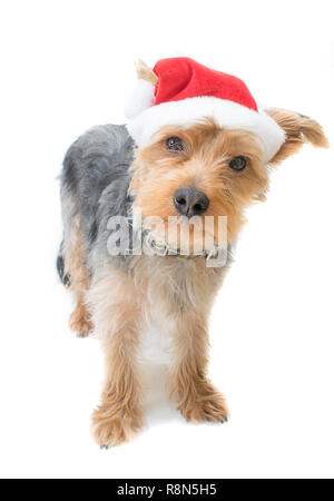 Cute Yorkshire Terrier Pup wearing a Christmas  Hat. He is around 7 months old here, captured in a studio setting. Stock Photo