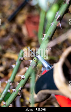 Winter rose pruning step by step series. Stock Photo