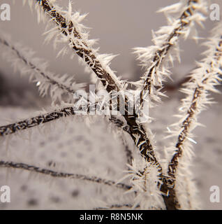 Hoarfrost on tree branches in winter time Stock Photo