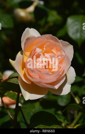 Single Apricot/Peach Coloured English Rose Flower 'Sweet Juliet' (Ausleap) on Display at RHS Garden Harlow Carr, Harrogate, Yorkshire. England, UK. Stock Photo