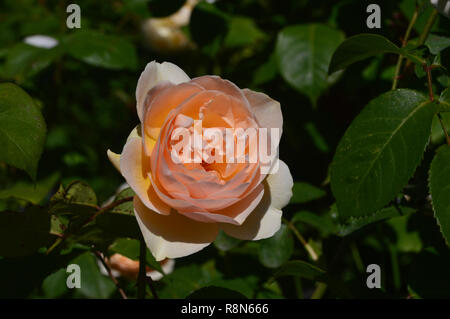 Single Apricot/Peach Coloured English Rose Flower 'Sweet Juliet' (Ausleap) on Display at RHS Garden Harlow Carr, Harrogate, Yorkshire. England, UK. Stock Photo