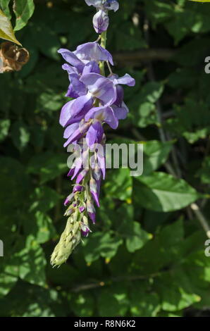 Branch with bunch purple bloom and leaf of wisteria tree in garden, Sofia, Bulgaria