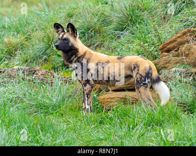 African wild dog Lycaon pictus Captive photograph Stock Photo