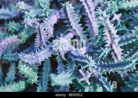 Prickly cactus desert succulents in botanical garden, Abstract background, Top view from above, closeup. Stock Photo