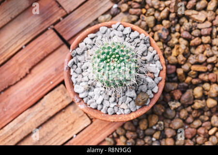 Mini echinocactus houseplants cactus decorative in brown cray pot on brown bricks background. Stock Photo