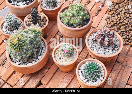 Mixed of mini cactus, succulent plants in brown cray pot on bricks brown background, Top view. Stock Photo
