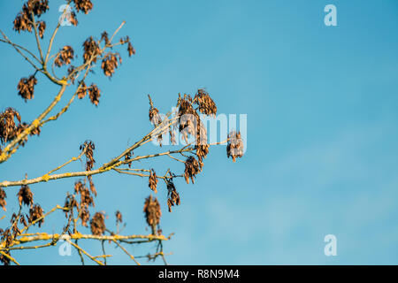 Ripe seed pods on an ash tree, Fraxinus Excelsior, in Angus, Scotland against blue sky. Stock Photo
