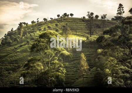 Tea plantations hill fields trees terrace vibrant sunset landscape in Asian Sri Lanka Nuwara Eliya surroundings Stock Photo