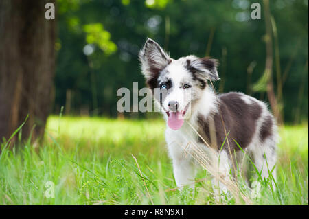 Border collie puppy standing in a meadow Stock Photo