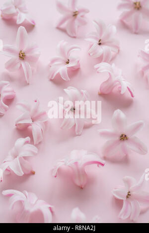 Hyacinth Pink Surprise Dutch Hyacinth. Pink flowers on a light pink background Stock Photo