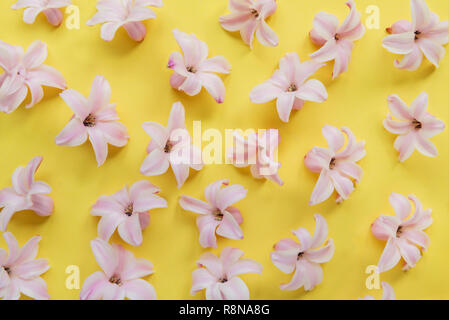 Hyacinth Pink Surprise Dutch Hyacinth. Pink flowers on a light yellow background Stock Photo