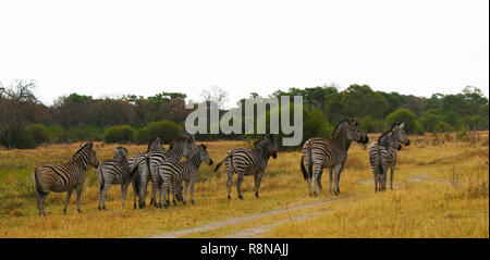 Burchell's Zebra staple diet of the African Apex Predators Stock Photo