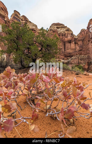 Tucker's Sand Shinnery Oak, Quercus havardii var. tuckeri, growing in eolian sand along the Chesler Park Loop Trail in the Needles District of Canyonl Stock Photo