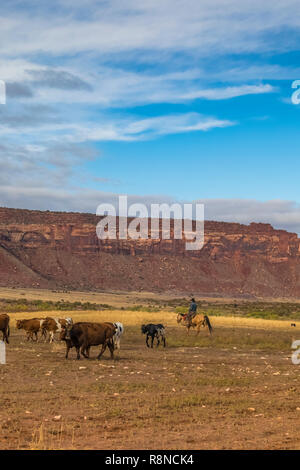 Cowboys are often seen herding cattle on Dugout Ranch, a Nature Conservancy working ranch now devoted to the scientific study of lad management, near  Stock Photo