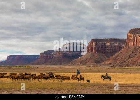 Cowboys are often seen herding cattle on Dugout Ranch, a Nature Conservancy working ranch now devoted to the scientific study of lad management, near  Stock Photo