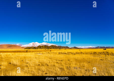View of a herd of mongolian cows grazing in a yellow steppe having the high mountain in the background at the Western Mongolia