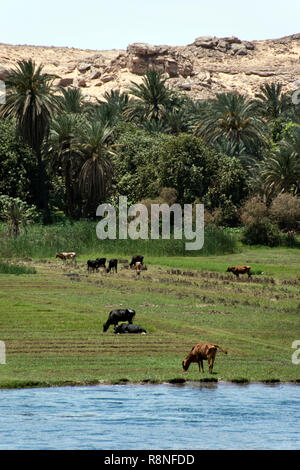 Lush fields along river Nile in Egypt Stock Photo - Alamy