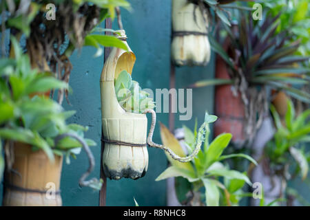 Recycled plastic bottle used as hanging planter for succulent plant in vertical garden showing creative reuse and sustainable urban gardening concept Stock Photo
