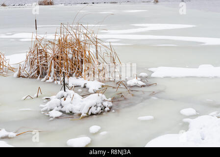 Bulrush close to  the frozen Dnieper river during a cold and snowy winter day. Stock Photo