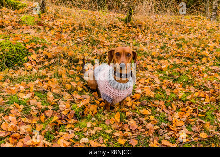 image of a dachshund with a sweater sitting very attentive on grass covered with yellow leaves in the forest on a wonderful autumn day