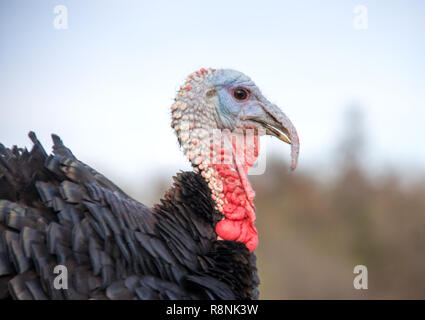 turkey graze close up in the village Stock Photo