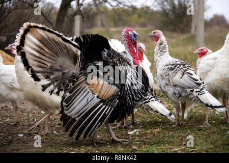 turkey graze close up in the village Stock Photo