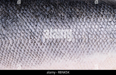 beautiful salmon, fresh salmon, whole salmon carcass, closeup, omega 3 source Stock Photo