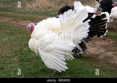 turkey graze close up in the village Stock Photo