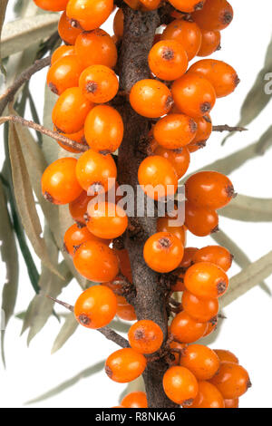 Sea buckthorn branch with leaves isolated on white background Stock Photo