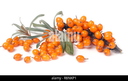 Sea buckthorn branch with leaves isolated on white background Stock Photo