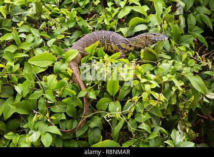 A Nile Monitor warms up in the sunlight in the dense vegetation that overhands the Rufiji River