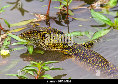 The Nile or Water Monitor is the largest of the African lizards and can grow upto 2 m in length and is a primary predator of young crocodiles and croc Stock Photo