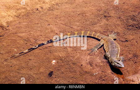 The Nile or Water Monitor is largest lizard found in Africa and is a major predator on young crocodile and croc eggs Stock Photo