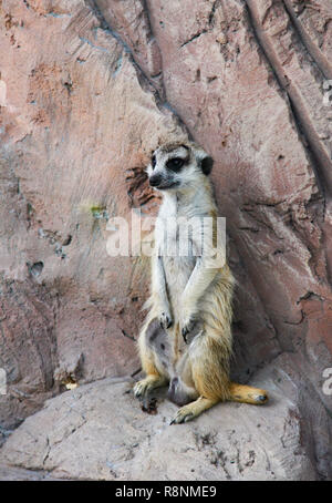 one meerkat standing on a rock and keeping lookout Stock Photo