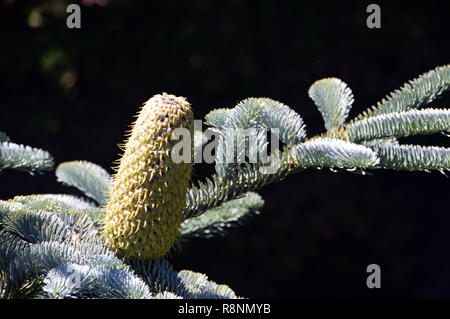 The Cone of the Abies procera (Glauca Group) 'Glauca Prostrata' Fir Tree at RHS Garden Harlow Carr, Harrogate, Yorkshire, UK. Stock Photo