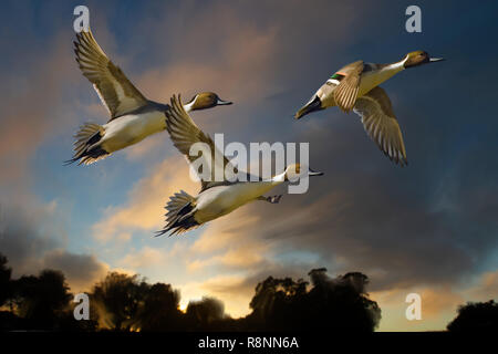 Three Northern Pintails (Anas acuta) at sunset- illustration with Duck Stamp style Stock Photo