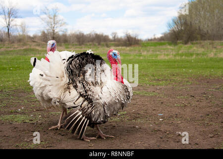 turkey male or gobbler in the village grazing Stock Photo