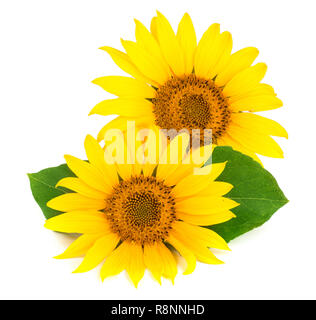 Two sunflowers with leaves isolated on white background Stock Photo