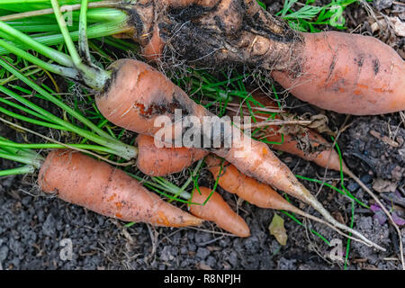 Damage to carrots caused by the larva of the carrot fly. Protect the ...