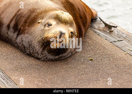 cute drowsy sealion looks up from nap on dock Stock Photo