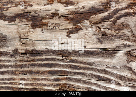 brown and white grain of wood log Stock Photo