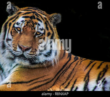 The tiger on the rock on black background.. Stock Photo