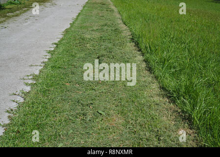 Close up view of freshly cut grass on sunny day Stock Photo