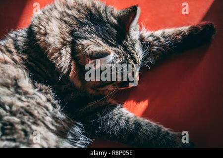 Cat lies on red floor under sun rays Stock Photo