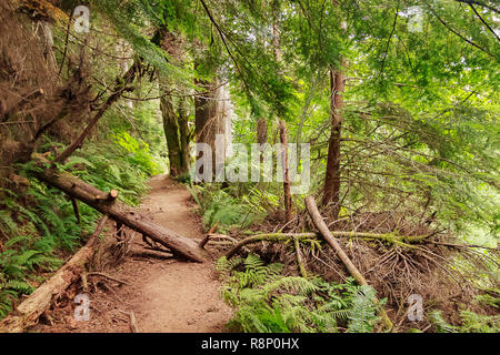 fallen trees stretch over path in august forest Stock Photo