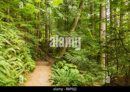 small dirt footpath leads through forest in august Stock Photo